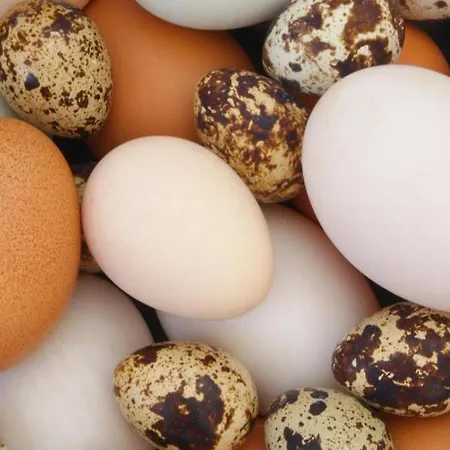 Agroturystyka,, Ranczo Kruszynki