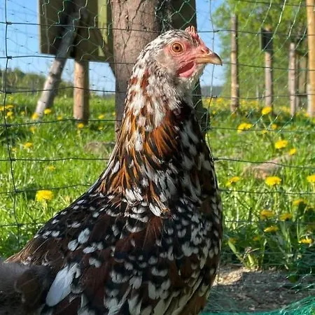 Agroturystyka,, Ranczo Kruszynki