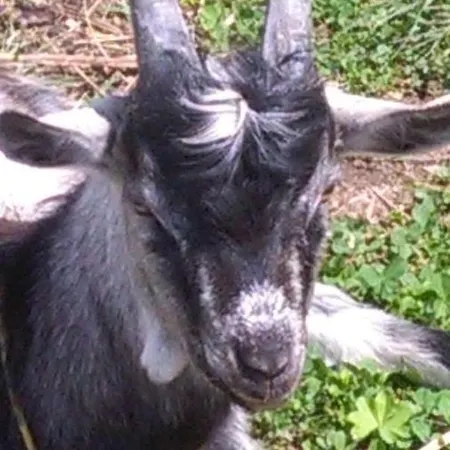 Séjour à la ferme Agroturystyka,, Ranczo Kruszynki