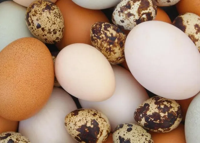 Agroturystyka,, Ranczo Kruszynki