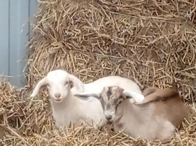 Agroturystyka,, Ranczo Kruszynki