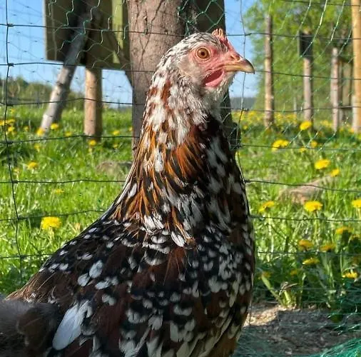 Agroturystyka,, Ranczo Kruszynki